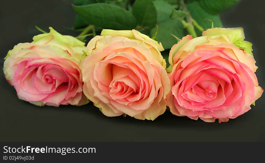 The pink roses on black background