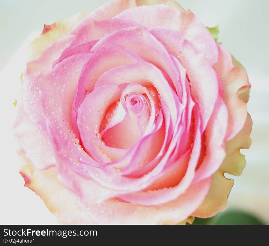 The pink rose on white background