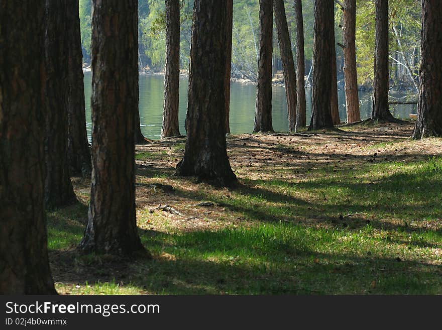 Sun Shine In The Spring Forest