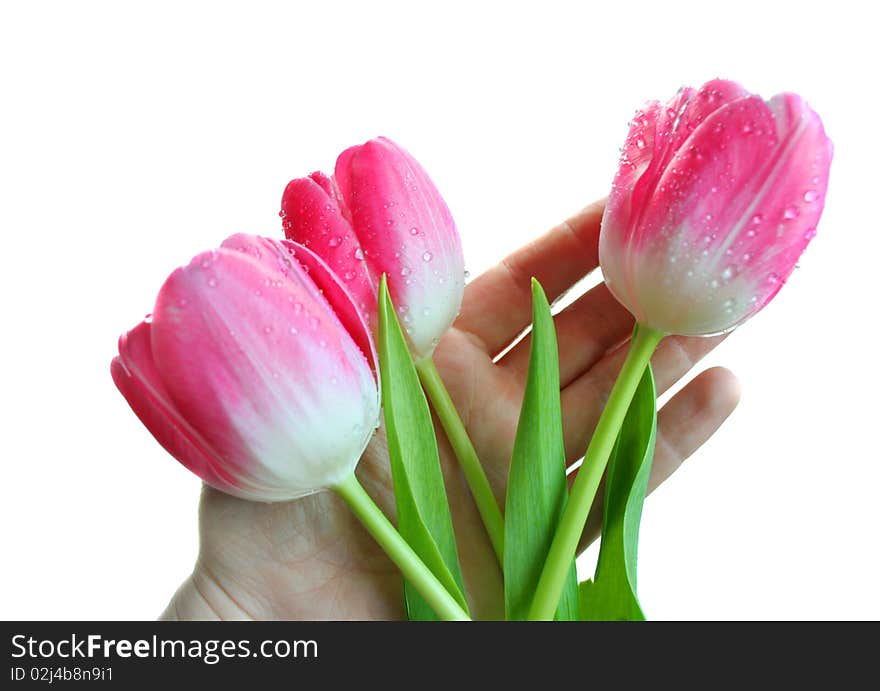 The Pink Tulips On A Hand