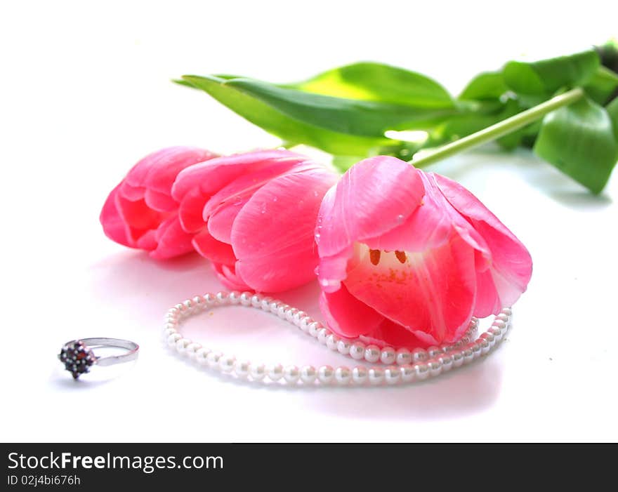 The pink tulips  isolated on a white background