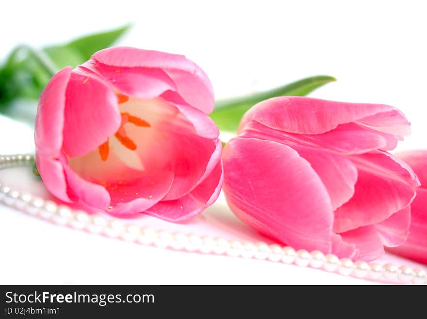 The pink tulips and pearl necklaces isolated on a white background.Photo taken on May 10th,2010. The pink tulips and pearl necklaces isolated on a white background.Photo taken on May 10th,2010.