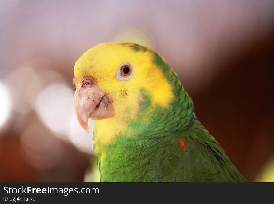 Yellow Headed Parrot