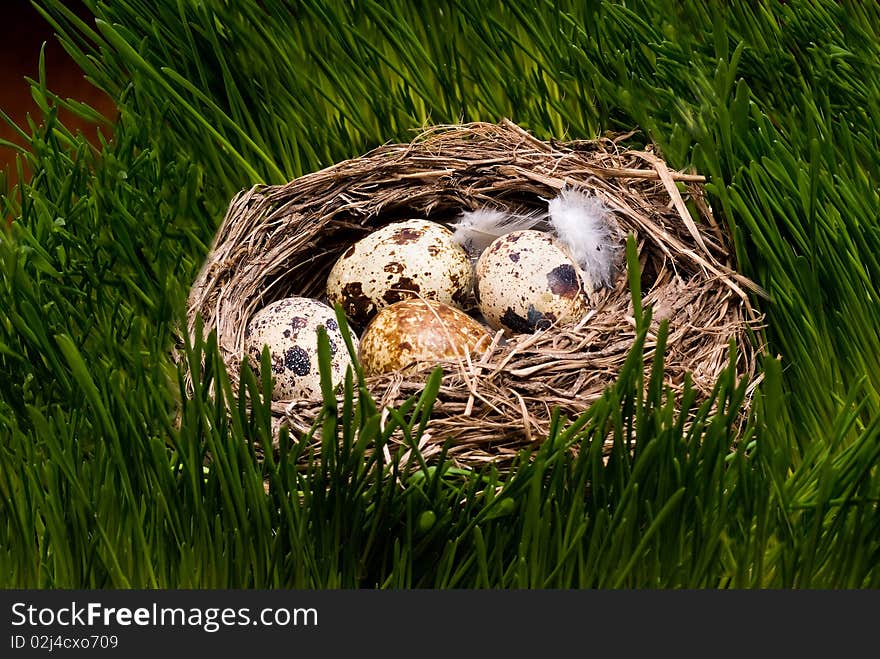 Nest with eggs in the grass