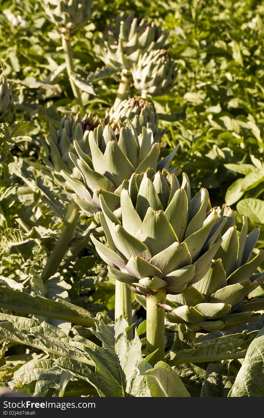 Field of artichokes