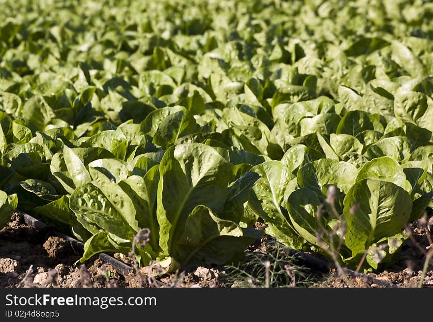 Field of lettuce