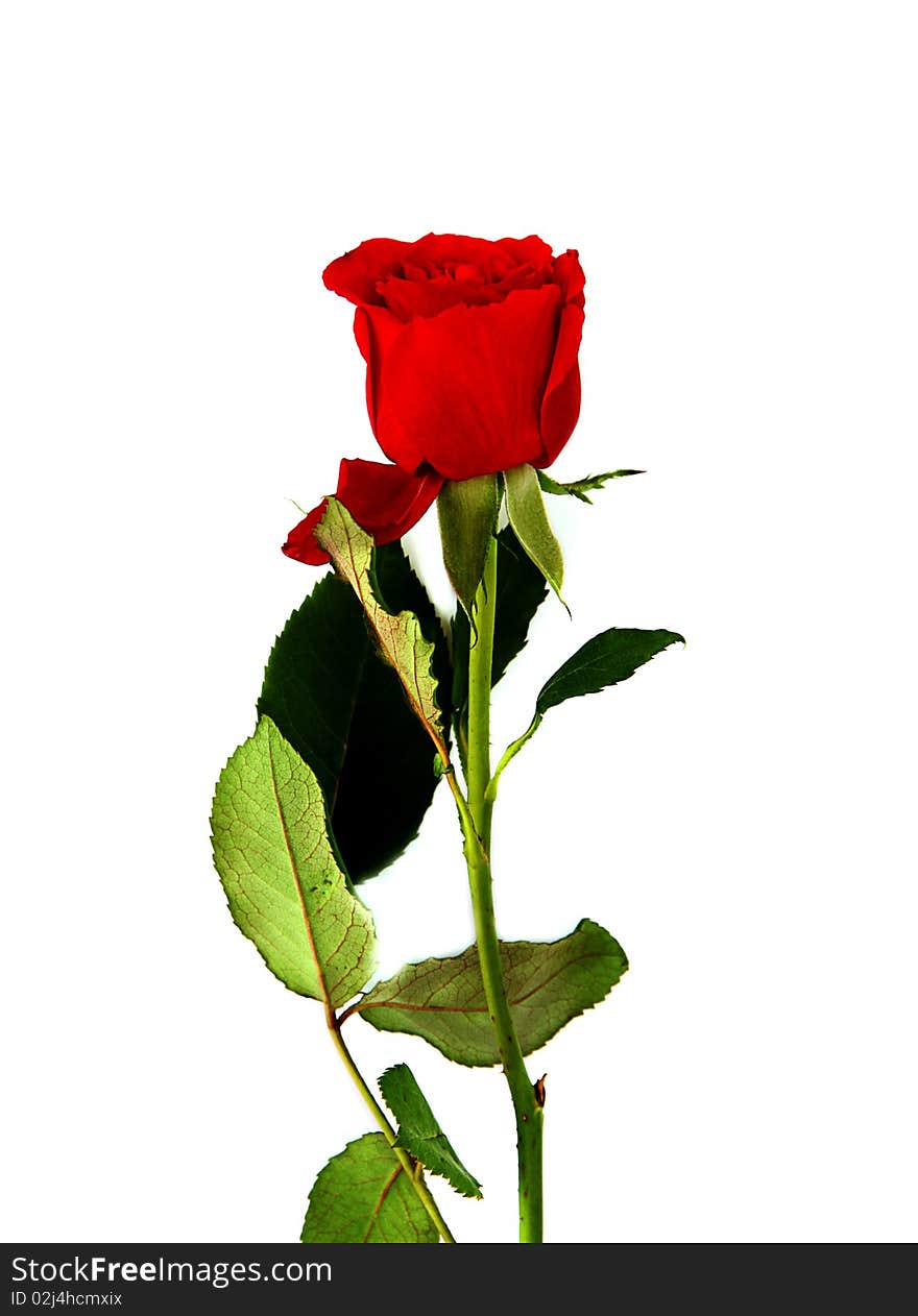 Red rose on a white background