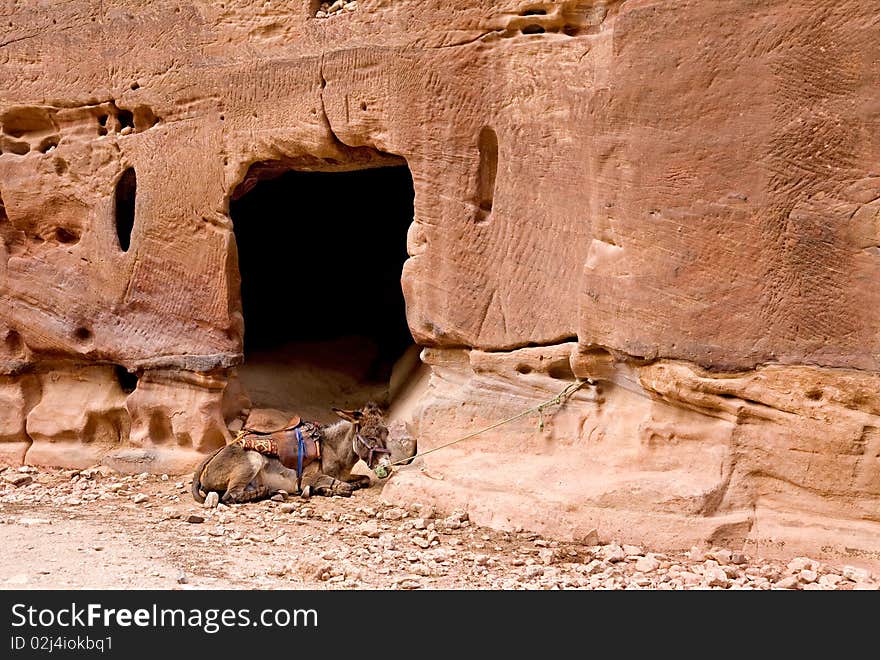 Donkey in ancient city of Petra