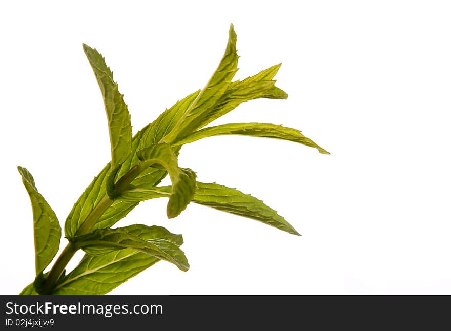 Sprig of peppermint