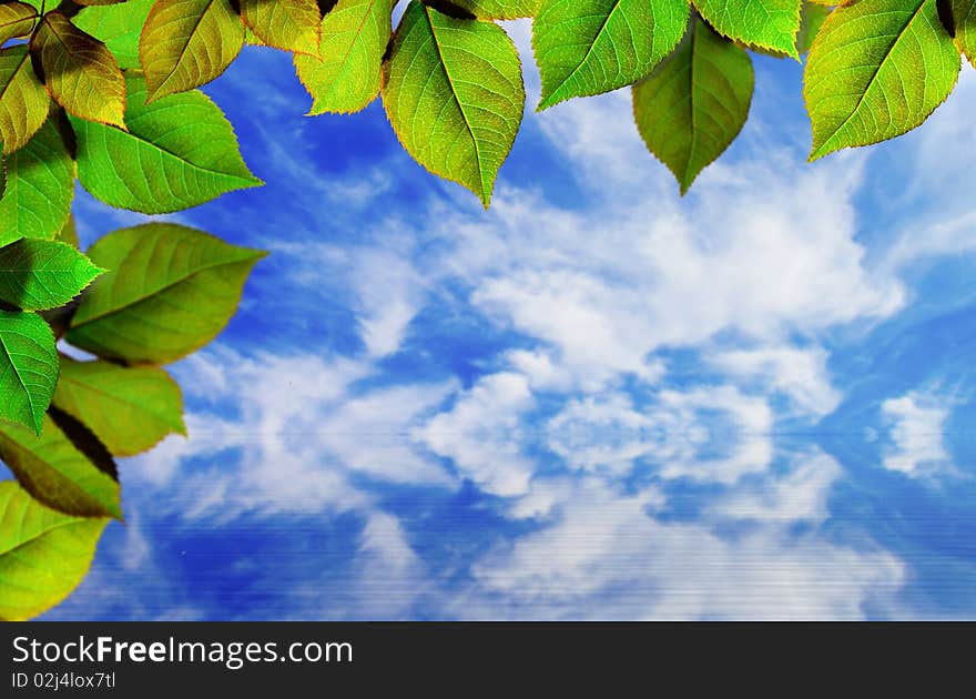 Bright green leaves on blue sky