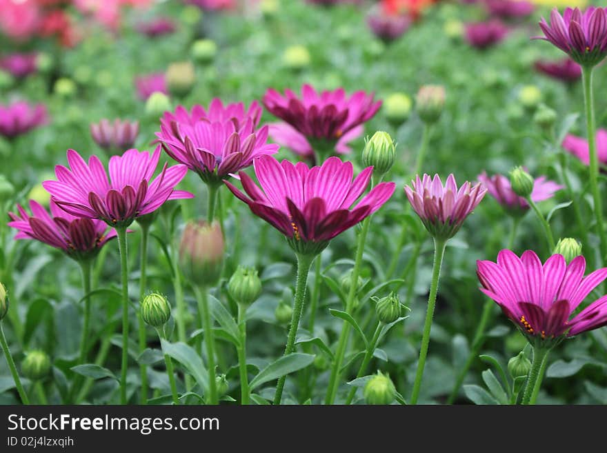 Many purple daisy blossoms and buds