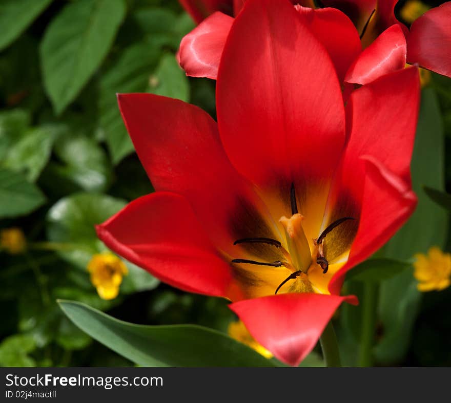 Red Tulip Outdoors