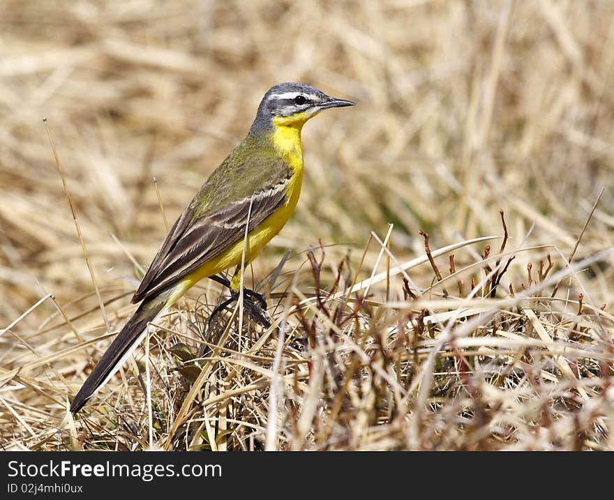 A beautiful yellow sparrow, hunting little bugs in the grass. A beautiful yellow sparrow, hunting little bugs in the grass