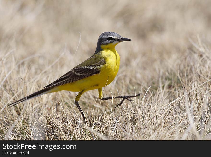 A beautiful yellow sparrow, hunting little bugs, stepping in the grass. A beautiful yellow sparrow, hunting little bugs, stepping in the grass