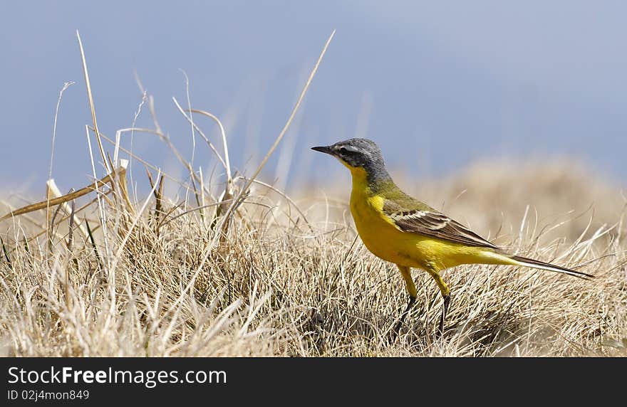 A beautiful yellow sparrow, hunting little bugs in the grass, with blue sky in background. A beautiful yellow sparrow, hunting little bugs in the grass, with blue sky in background