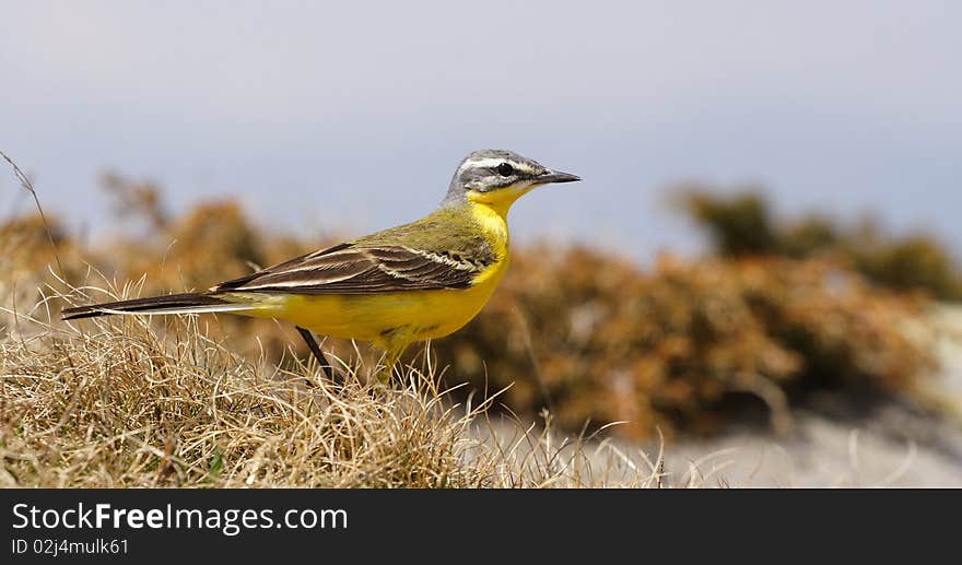 A beautiful yellow sparrow, hunting little bugs in the grass, with blue sky in background. A beautiful yellow sparrow, hunting little bugs in the grass, with blue sky in background