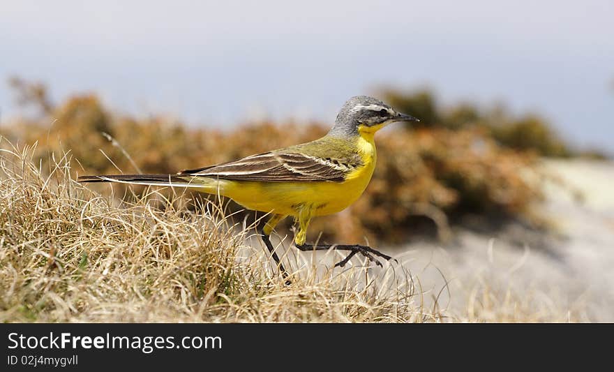 A beautiful yellow sparrow, hunting little bugs in the grass, with blue sky in background. A beautiful yellow sparrow, hunting little bugs in the grass, with blue sky in background