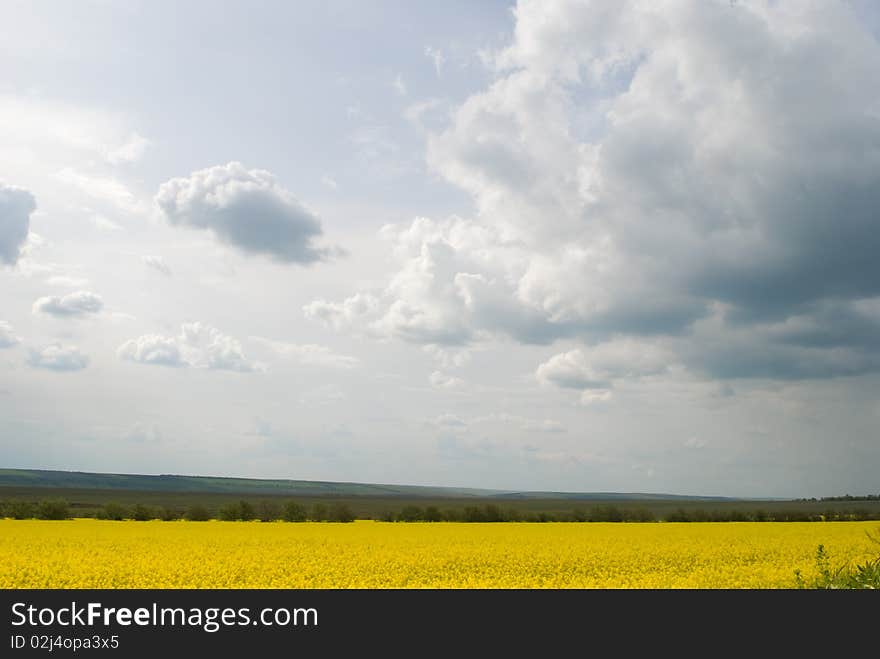 Yellow field with cloudy sky