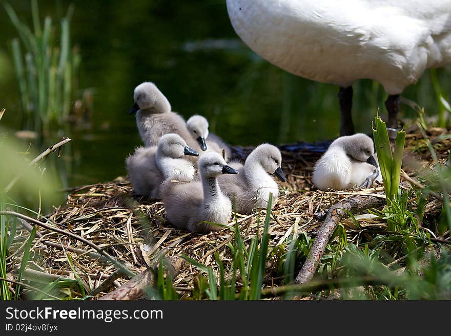 Cygnets on their nest