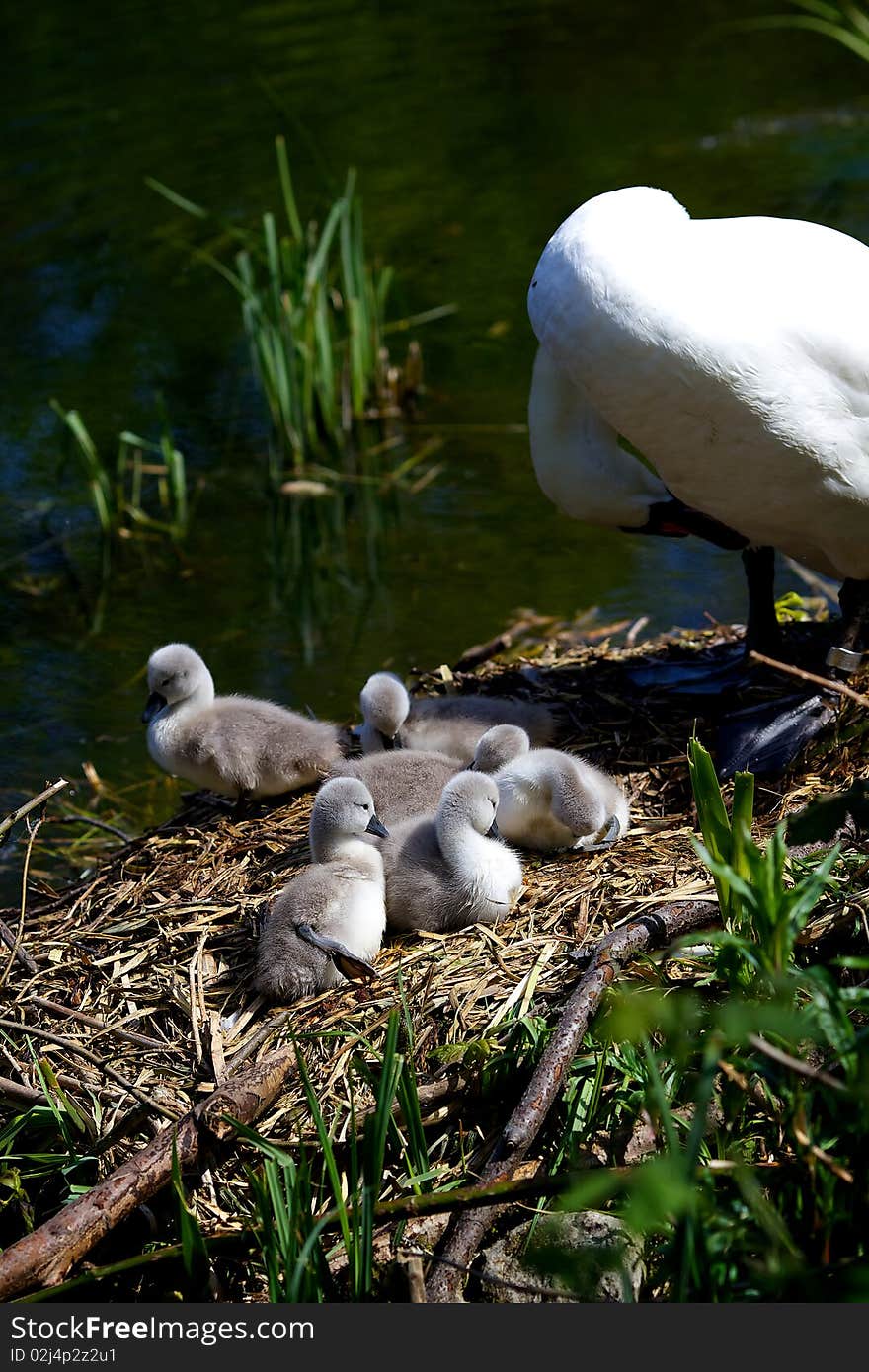 Six, two week old swan cygnets lazing in the spring sun. Six, two week old swan cygnets lazing in the spring sun