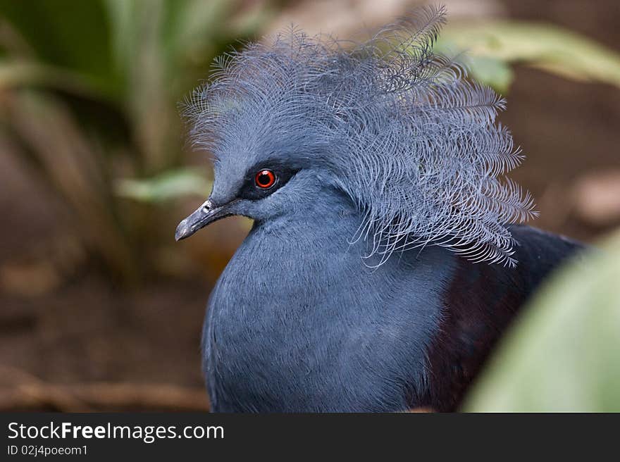 Blue crowned pigeon (goura cristala)