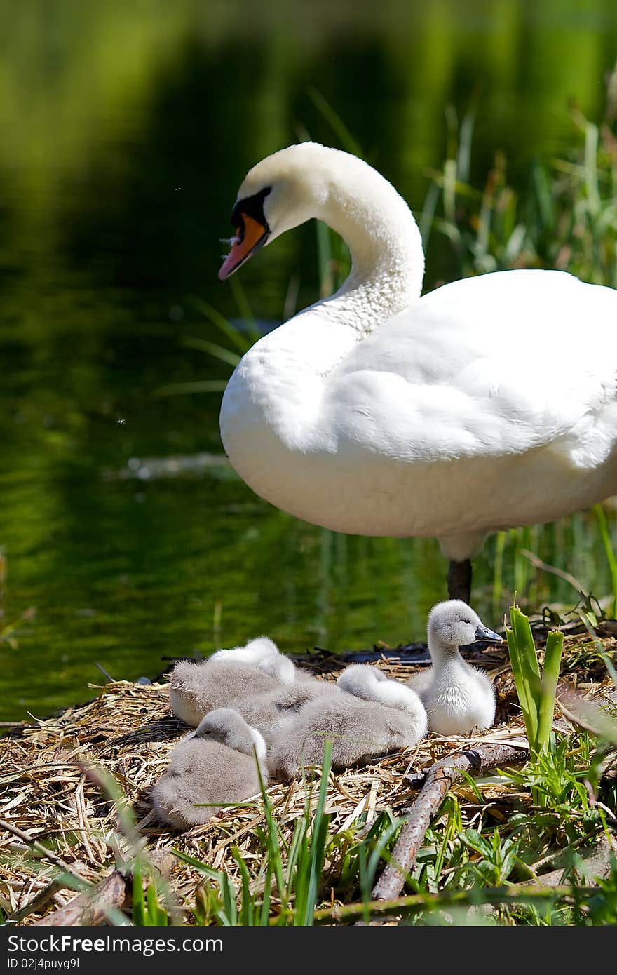 Mother Swan & Cygnets