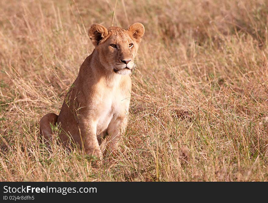 Lion cub (panthera leo) close-up