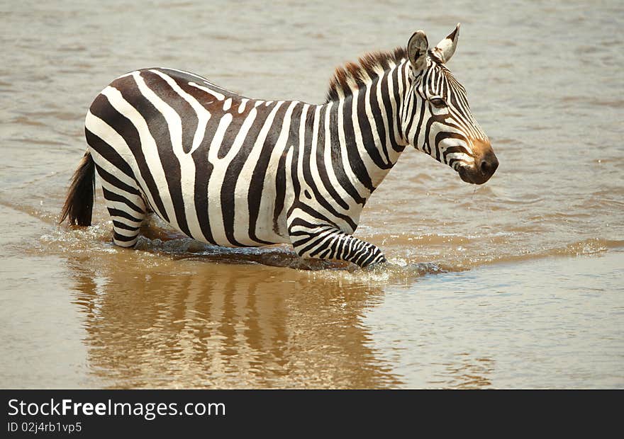 Single zebra (African Equids) crossing the river in nature reserve in South Africa