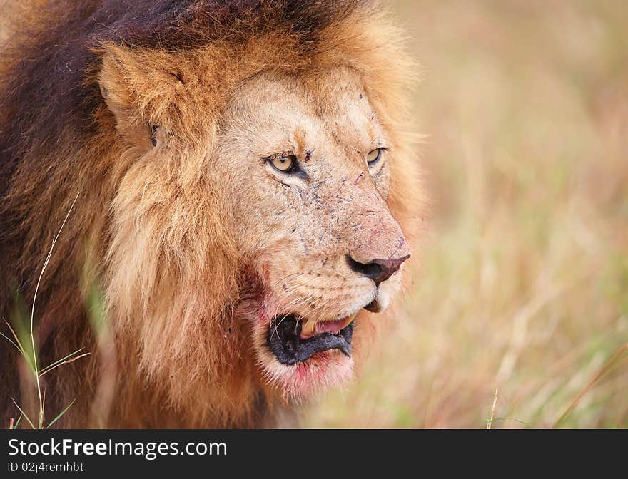 Lion (panthera leo) close-up