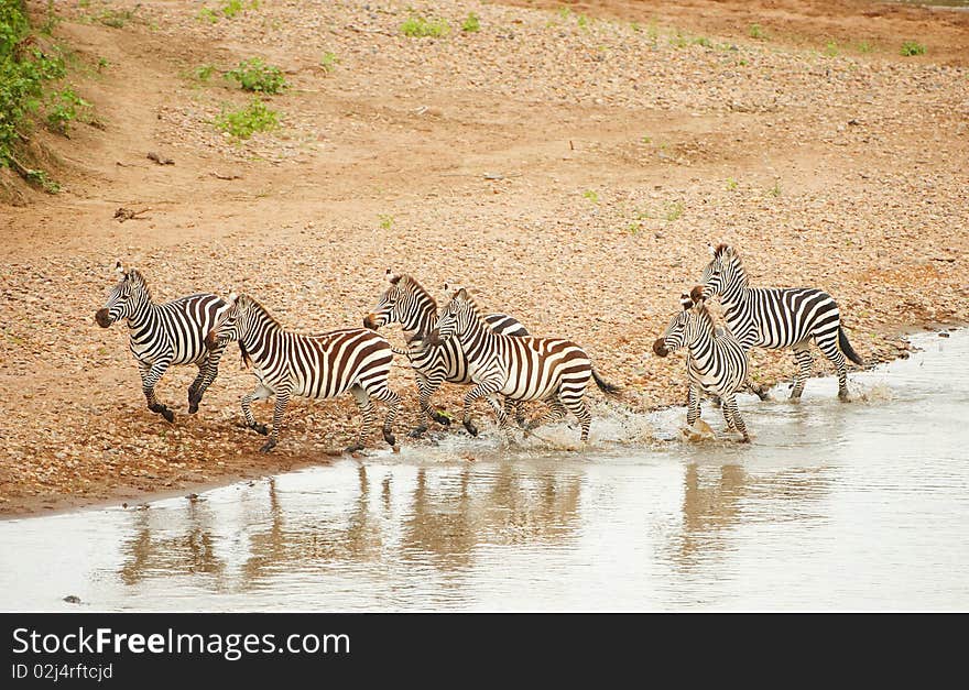 Herd of zebras (African Equids) running along the river in nature reserve in South Africa