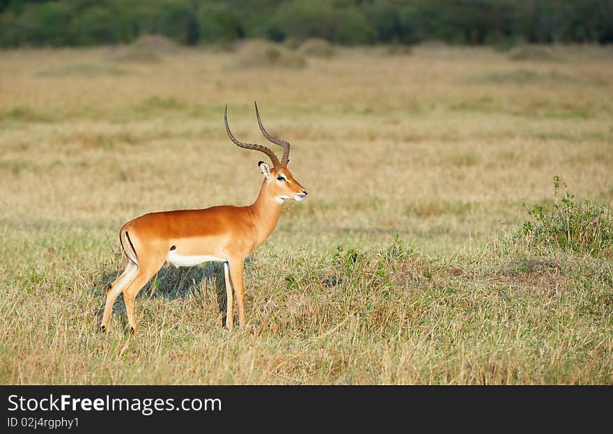 Single red impala (Aepyceros melampus) in the nature reserve in South Africa