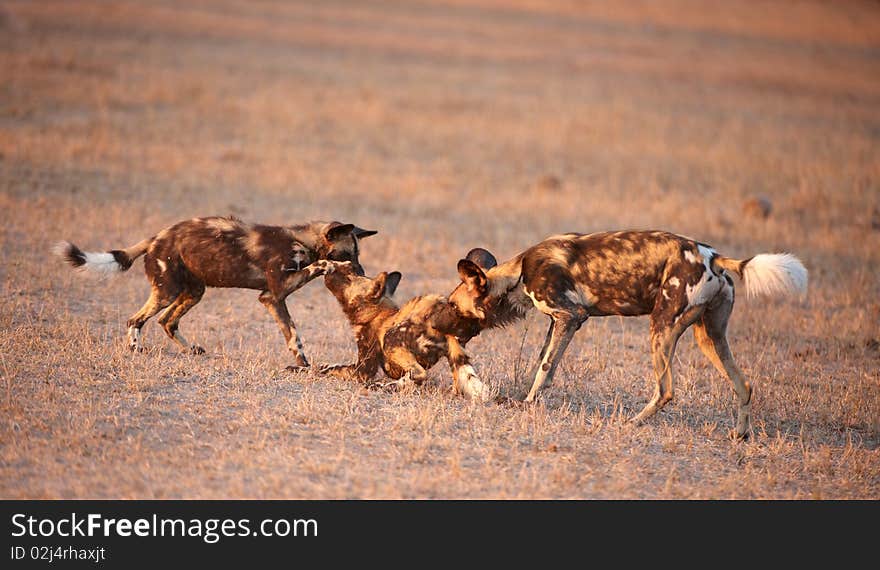 Three African Wild Dogs (Lycaon pictus), highly endangered species of Africa , playing in savannah in late afternoon sun