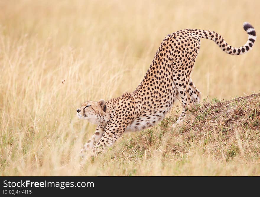 Cheetah (Acinonyx jubatus) stretching in savannah in South Africa. Cheetah (Acinonyx jubatus) stretching in savannah in South Africa