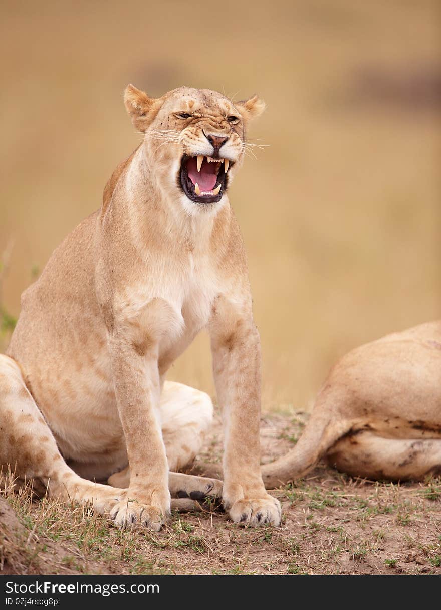 Lioness (panthera leo) growling in savannah in South Africa. Lioness (panthera leo) growling in savannah in South Africa