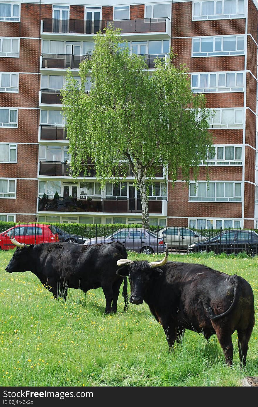 Urban farm with meadow and cows