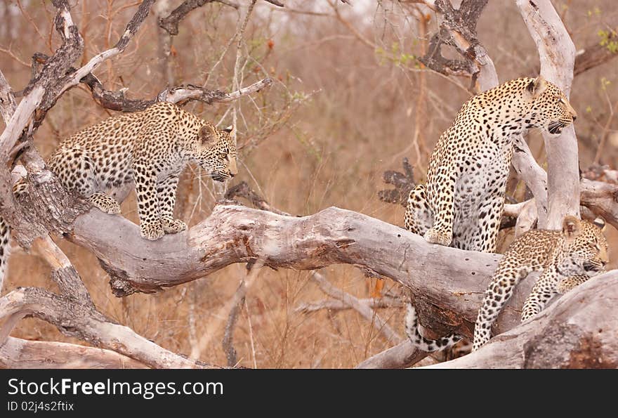 Three Leopards resting on the tree