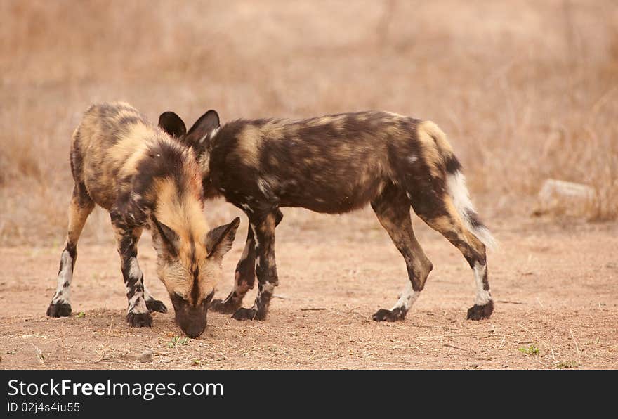 Couple of African Wild Dogs (Lycaon pictus)