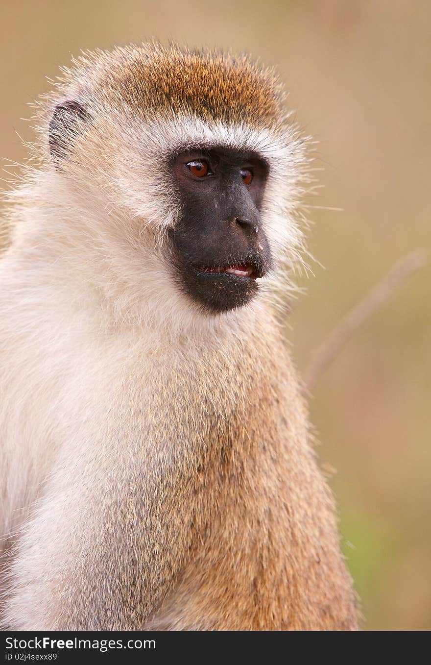 Black-faced vervet monkey (Chlorocebus pygerythrus) in South Africa