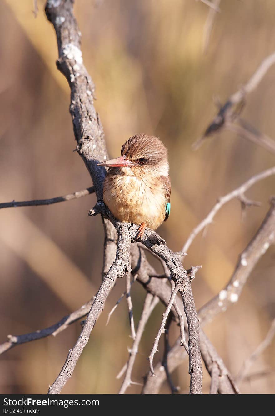 Brown-hooded Kingfisher (Halcyon albiventris)