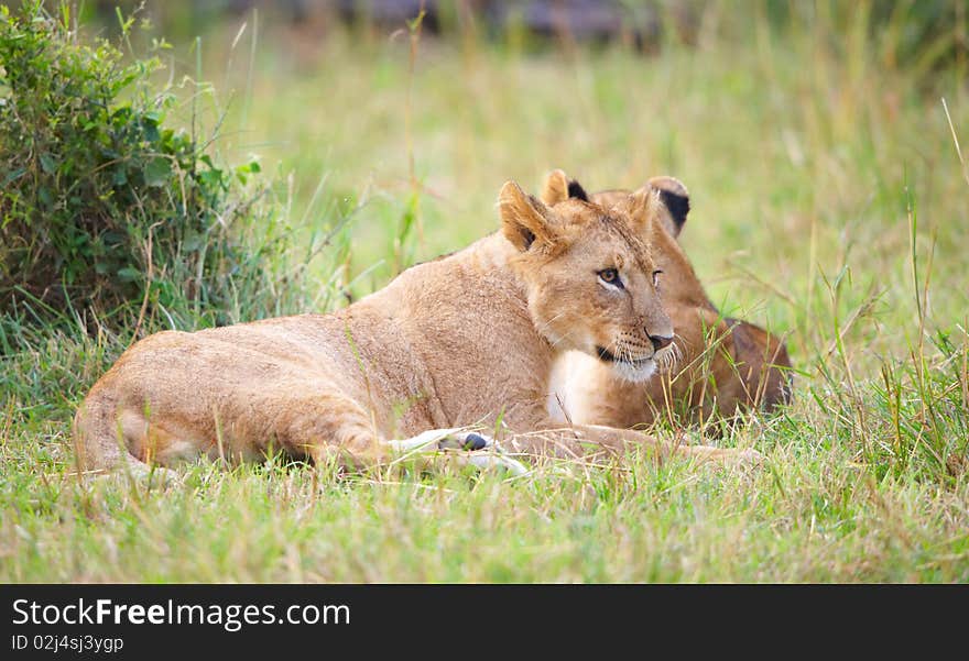 Two Lion (panthera leo) cubs lying in savannah in South Africa. Two Lion (panthera leo) cubs lying in savannah in South Africa