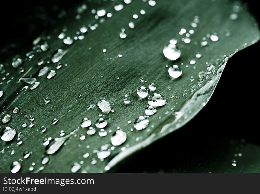 Water drops on green leaf