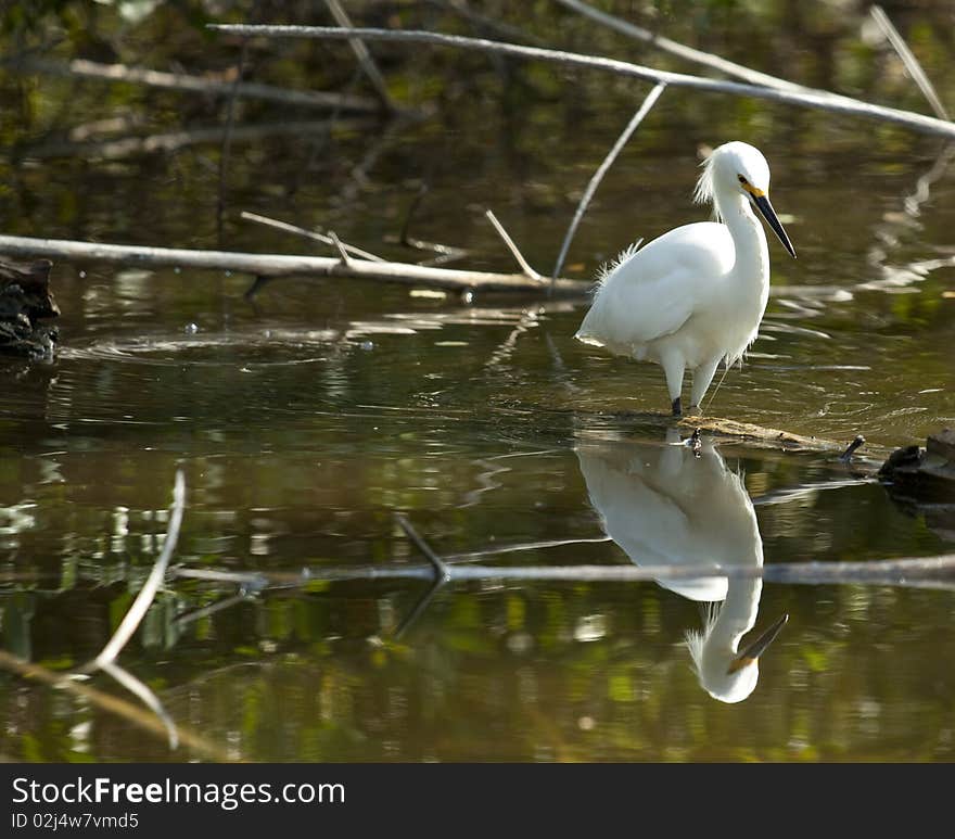 Snowy Egret