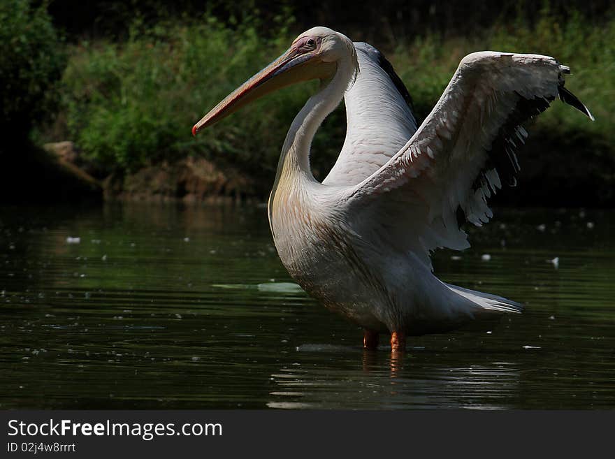 Pelican