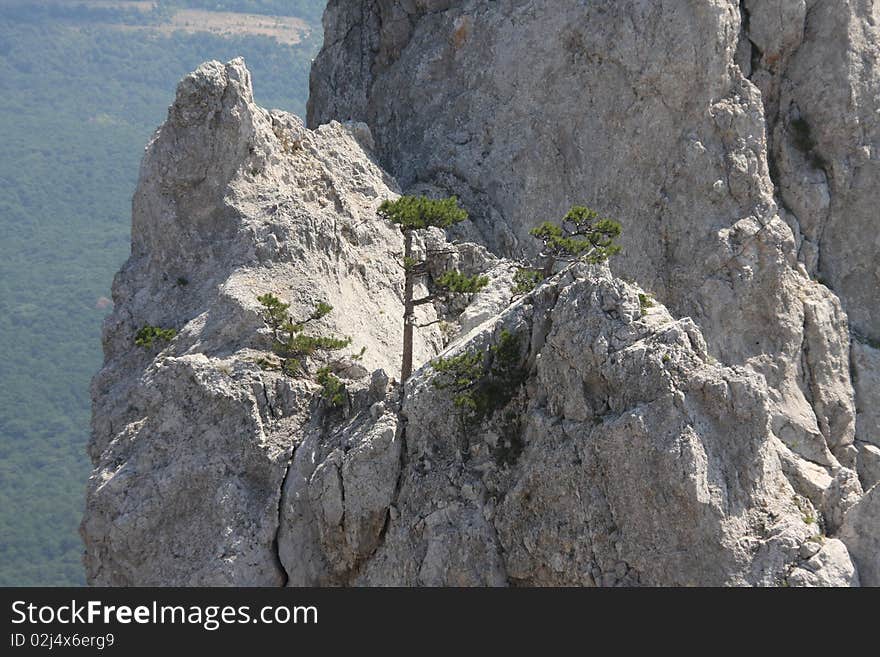 Trees high in the mountains. Trees high in the mountains