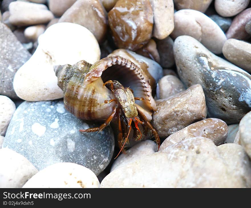 Crab crawling out of the shell