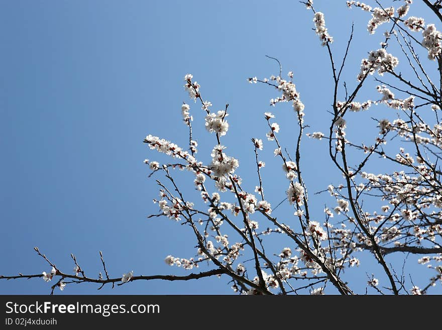 Blossom Tree 2