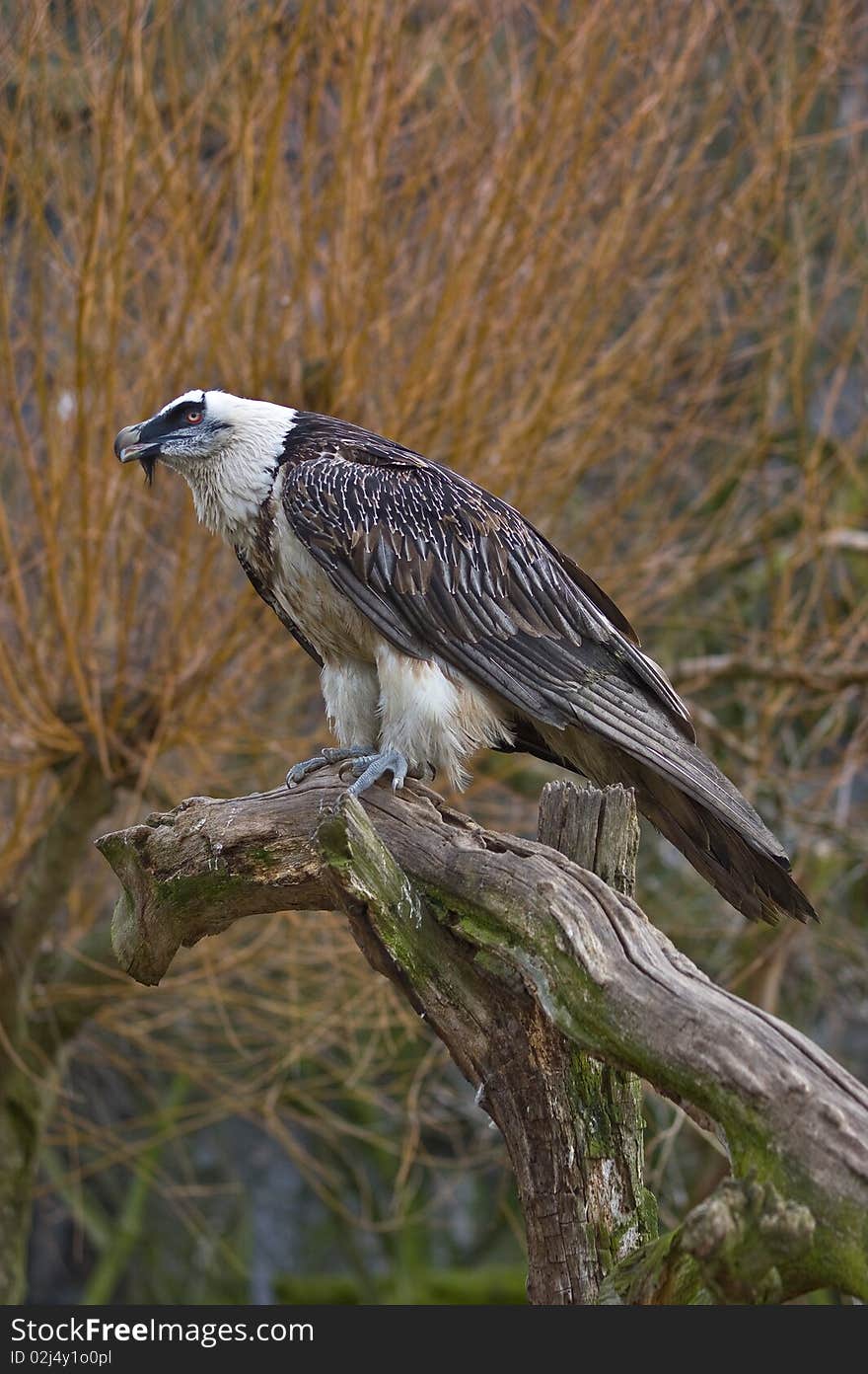 Bartgeier (Gypaetus barbatus)