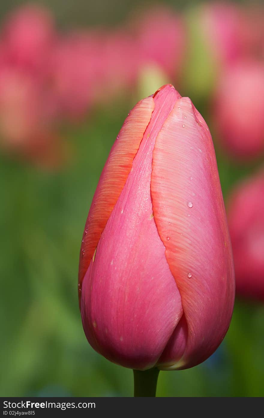 Red Tulips