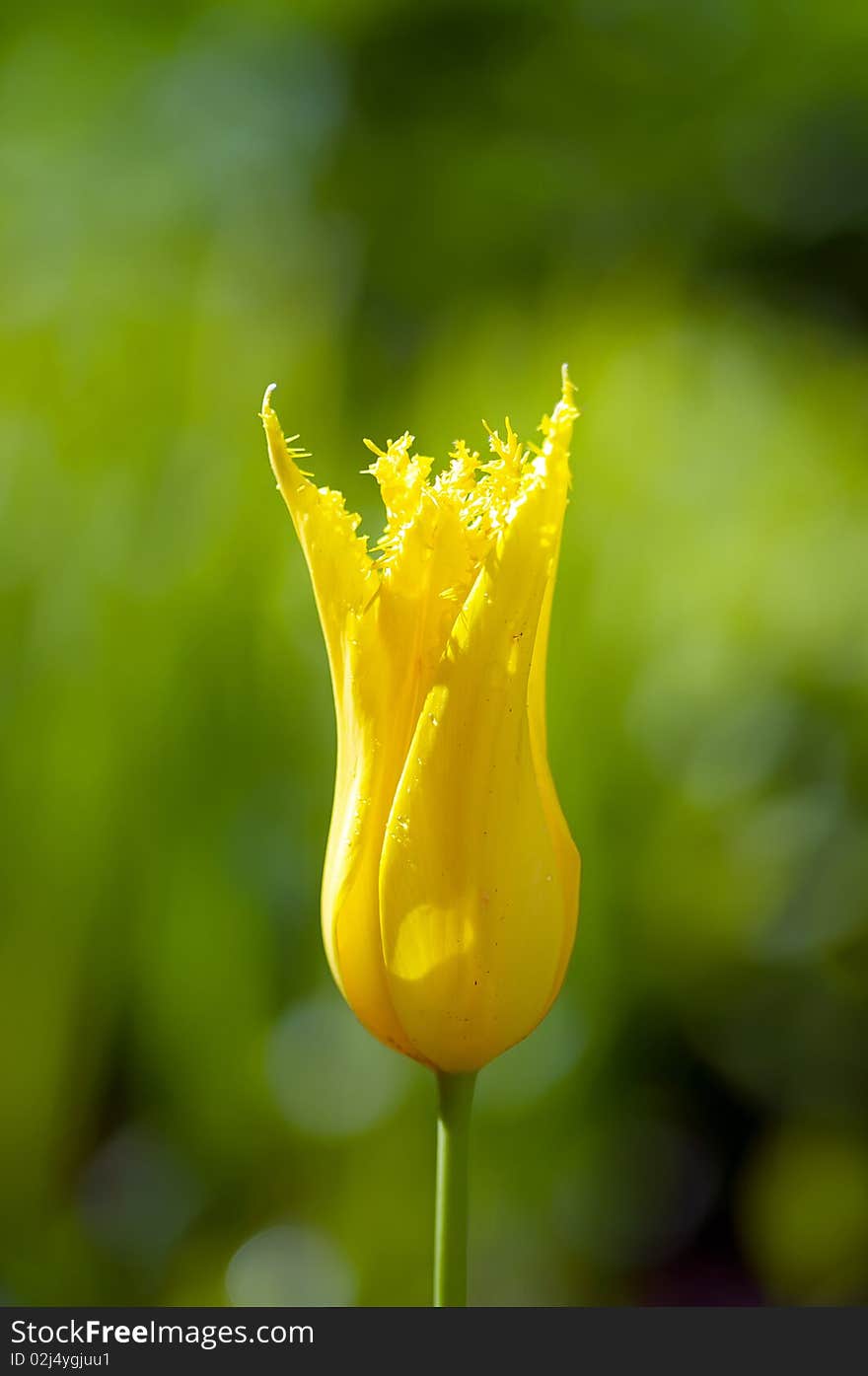 Yellow tulip in a garden