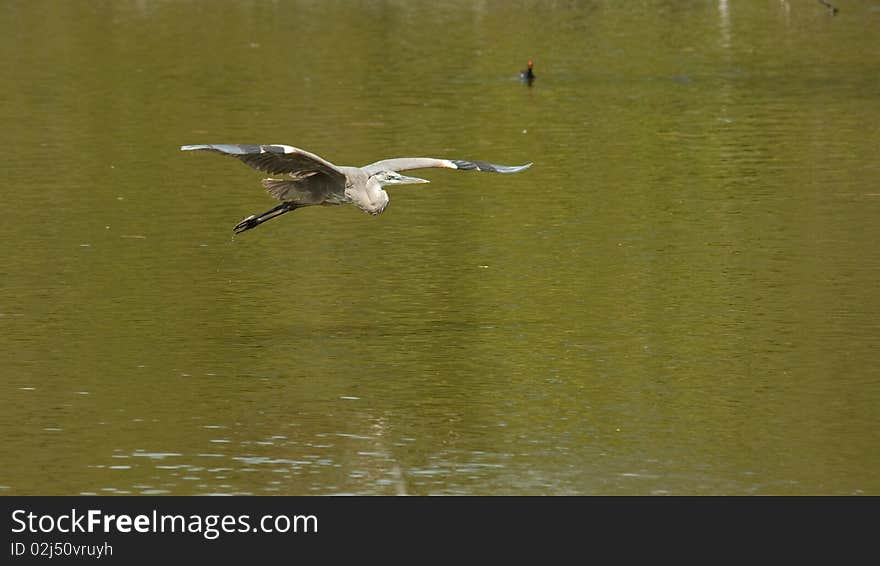 Heron Flying